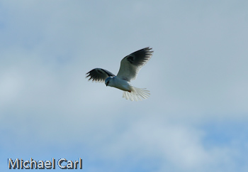 White-Tailed Kite takes wing