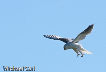When hunting a White-Tailed Kite hovers with lowered legs