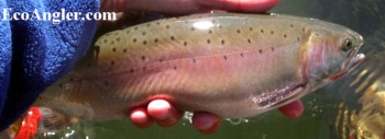 Cutthroat trout exhibit black spots above lateral line
