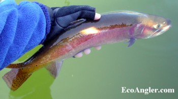 18 inch Lahontan Cutthroat