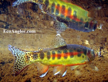 A wild California golden trout caught and released in the Golden Trout Wilderness