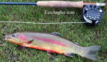 14 Inch California Golden trout