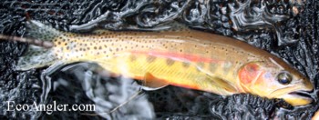 California Golden trout