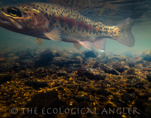 Redband trout underwater