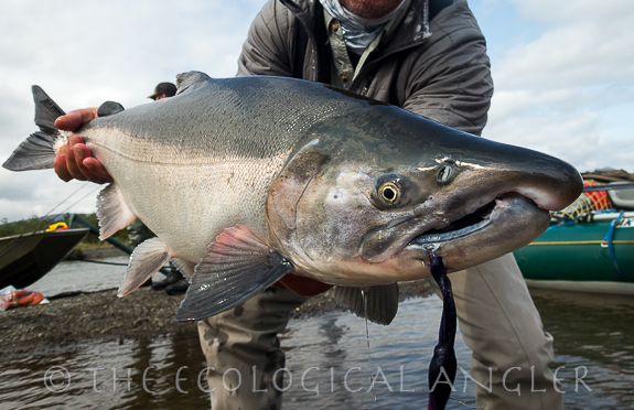 Coho salmon photographed from native spawning river.