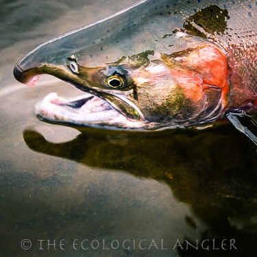 Coho Salmon photographed in spawning color.