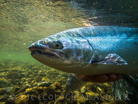 Coho salmon photographed underwater entering river from Pacific Ocean.