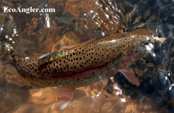 Colorado River cutthroat taken on an elk hair caddis in the upper Green River drainage.