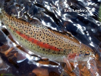 Colorado River cutthroat taken on an elk hair caddis in the upper Green River drainage.