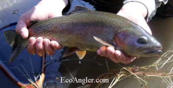 18 Inch Kern River Rainbow trout