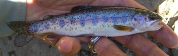 A small and native Goose Lake Redband