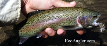 Kern River Rainbow trout with fly