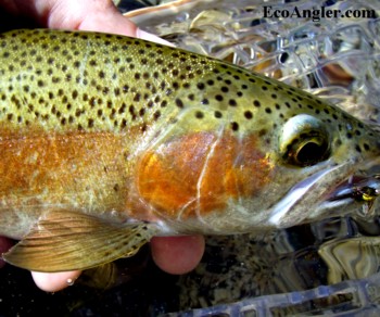 This section of the Kern River offers beautiful native rainbows