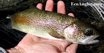 This section of the Kern River offers beautiful native rainbows