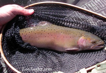 Lahontan Cutthroat caught and released at Heenan Lake