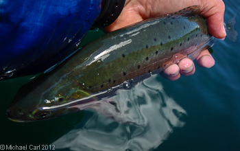 Lahontan Cutthroat displays color and spotting on back