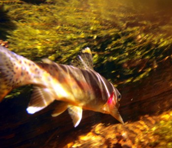 Little Kern Golden trout photographed under water