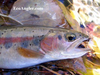 McCloud redband trout