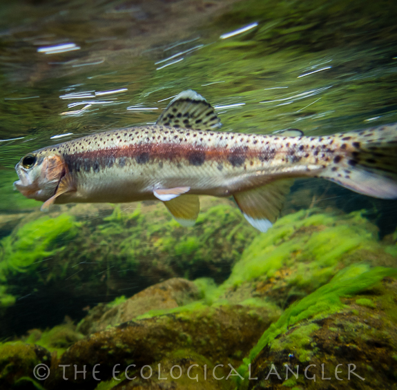 McCloud River Redband Trout underwater.