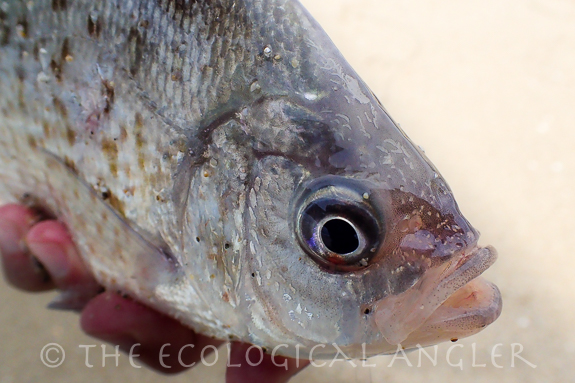 A redtail surfperch caught on a shrimp pattern while surf fishing.