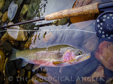 Westslope Cutthroat trout photographed in it's native river.