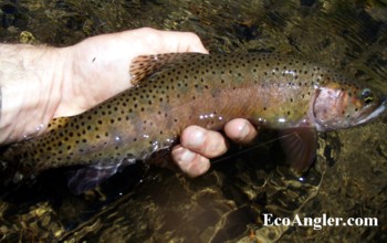 Whitehorse Creek Cutthroat caught and released in Southeastern Oregon