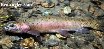 Whitehorse Creek Cutthroat caught and released in Southeastern Oregon
