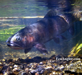 Whitehorse Creek Cutthroat caught and released in Southeastern Oregon