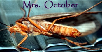 Adult October Caddisfly