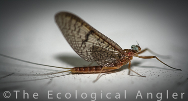 Adult Mayfly Aquatic Insect