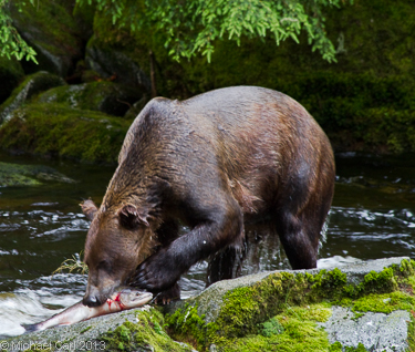A grizzly bear eats a salmon from a Creek in Alaska