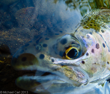 Alaska's Bristol Bay region is home to healthy populations of large rainbow trout