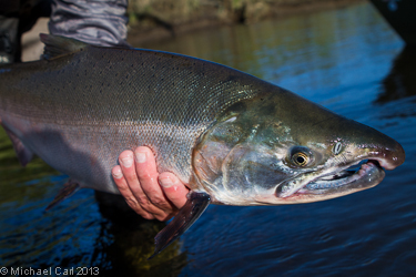 Bright Silver salmon caught on fly in the Muklung River a major trib to Alaska's Wood River