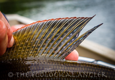 Artic Grayling caught on fly in the famous Agulowak River in Alaska's Bristol Bay region