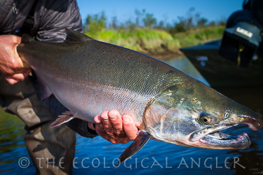 Coho or silver salmon fly fishing peaks in late August in Bristol Bay Alaska