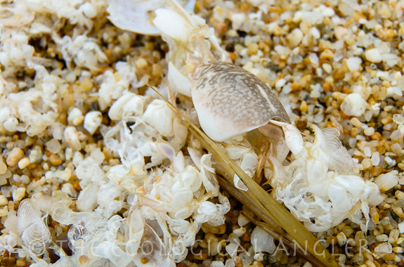 Sand crabs can be found on most California beaches and are a favorite meal for cruising surf perch.