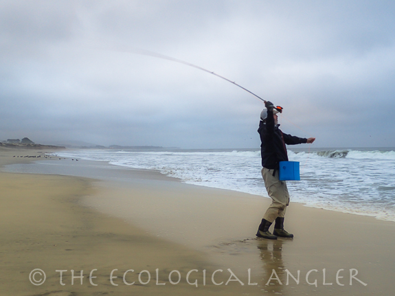 The Coast California has species of bass and perch that can be caught surf fishing.