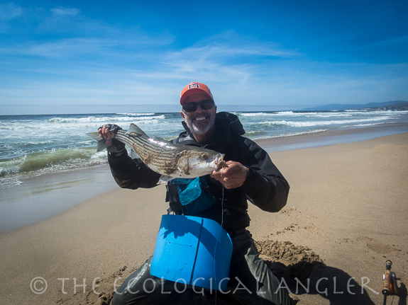 Michael Carl catches a striped bass surf fishing a California beach.