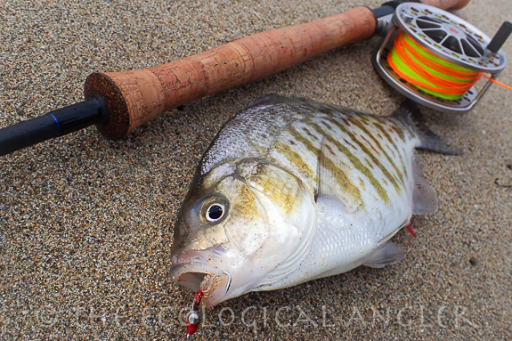 Barred Surfperch caught in the California Surf with a shrimp fly fish pattern.