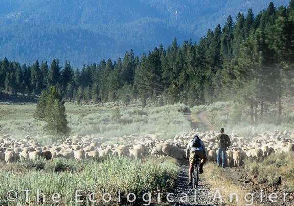 We ran into a herd of sheep coming down the road to Bagley Valley in the Carson Iceberg Wilderness.