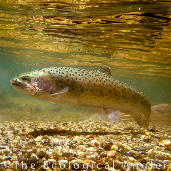 The Ecological Angler - Fly Fishing Upper East Fork Carson River