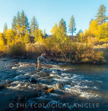 Fly fishing East Fork Carson River wild trout section.
