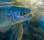 Hopper fishing California East Fork Carson River