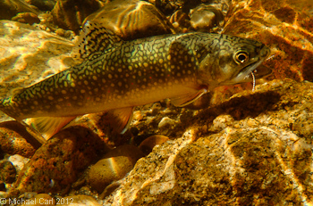 A wild brooke trout in Carson-Iceberg Wilderness section.
