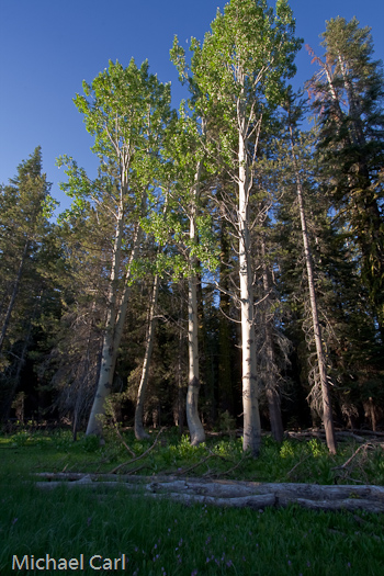 A grove of quaking aspen and white-trunk trees can be found along or near Bell Creek