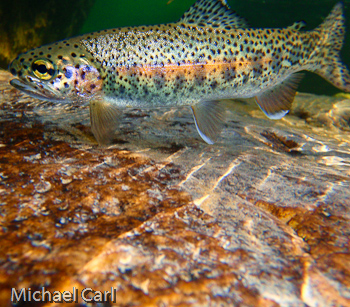 Wild rainbow trout populate Dana Fork of the Tuolumne River Yosemite National Park in California