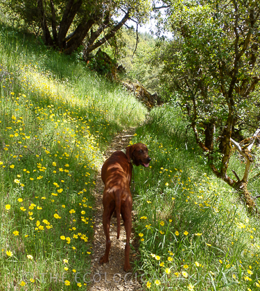 Deer Creek in California provides critical stream habitat to Spring Chinook salmon.