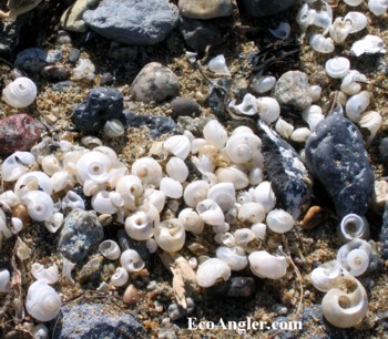 Aquatic snails along shoreline
