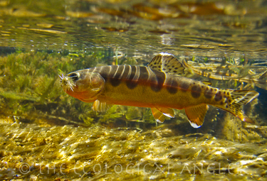 California Golden Trout photographed underwater.