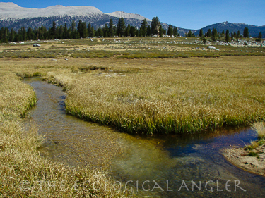 Golden Trout Creek in California